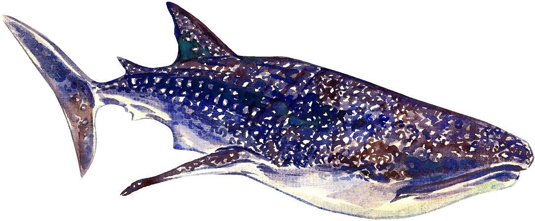 Whale Shark Wall Decal Ocean Sea Life Removable Fabric Wall Sticker