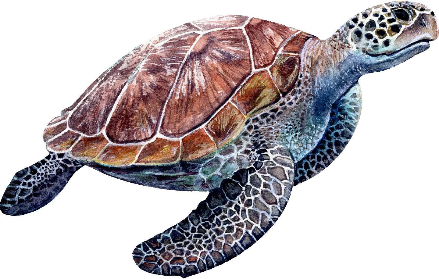 Sea Turtle #2 Wall Decal Ocean Sea Life Removable Fabric Wall Sticker