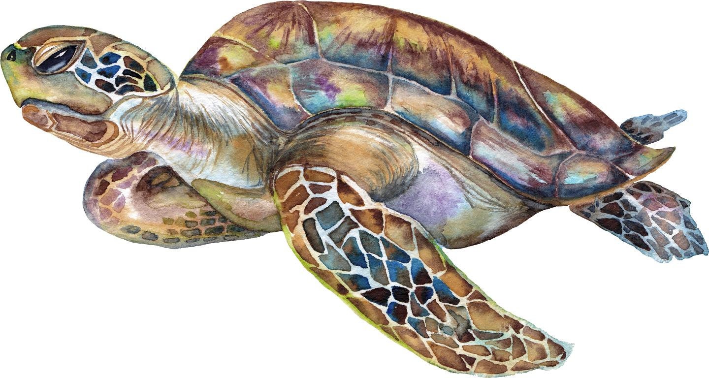 Watercolor Rainbow Sea Turtle Wall Decal Ocean Sea Life Removable Fabric Wall Sticker