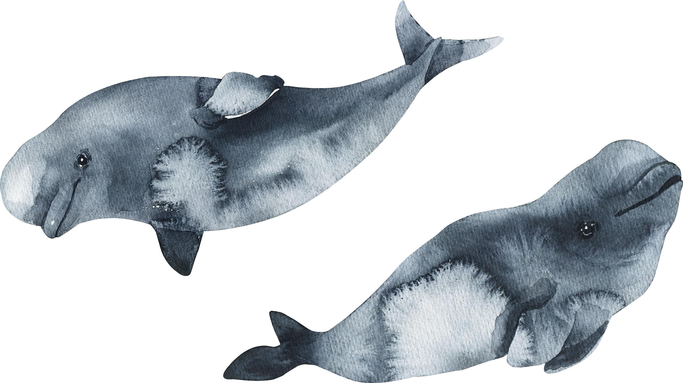 Baby Beluga Whale Wall Decal Set of 2 Ocean Sea Life Removable Fabric Wall Sticker