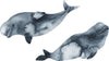 Baby Beluga Whale Wall Decal Set of 2 Ocean Sea Life Removable Fabric Wall Sticker
