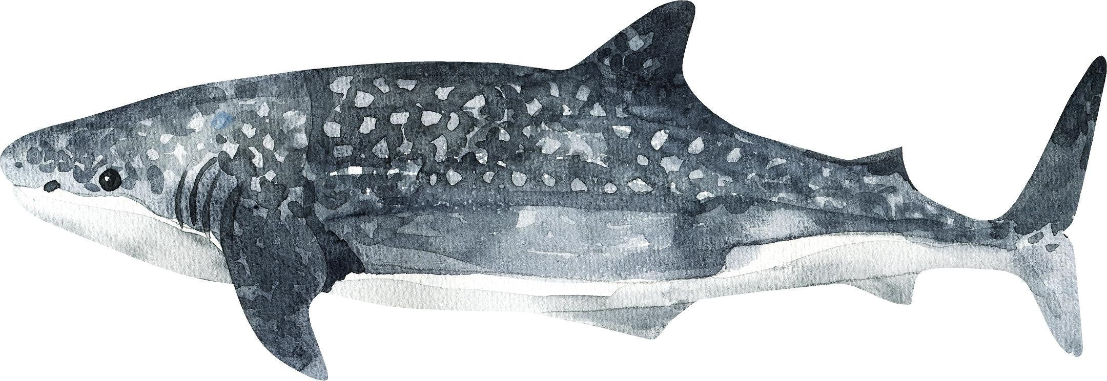 Watercolor Whale Shark #2 Wall Decal Ocean Sea Life Removable Fabric Wall Sticker