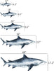 Watercolor Tiger Shark Wall Decal Ocean Sea Life Removable Fabric Wall Sticker