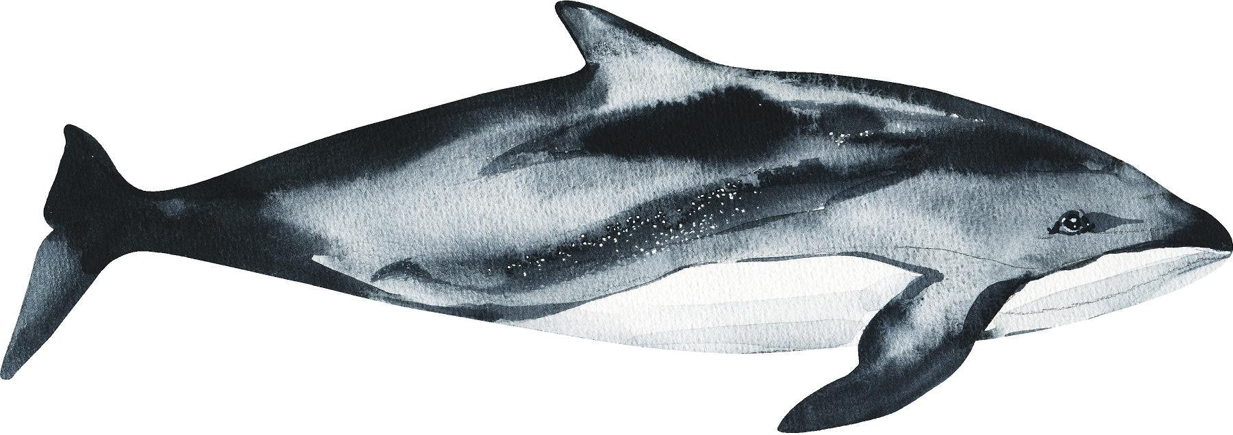 Pacific White-Sided Dolphin Wall Decal | Ocean Collection
