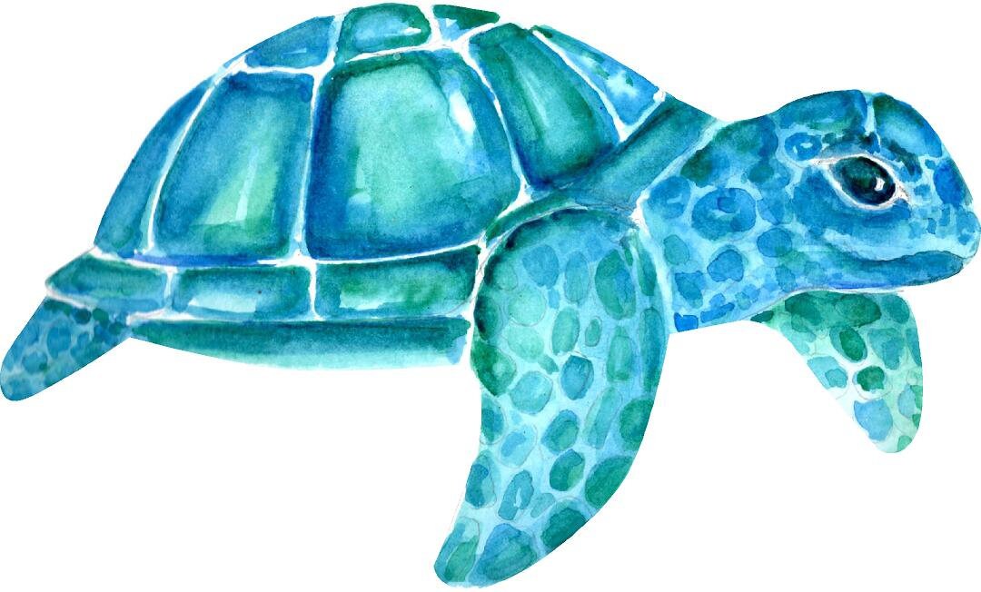 Baby Sea Turtle Wall Decal Ocean Sea Life Removable Fabric Wall Sticker