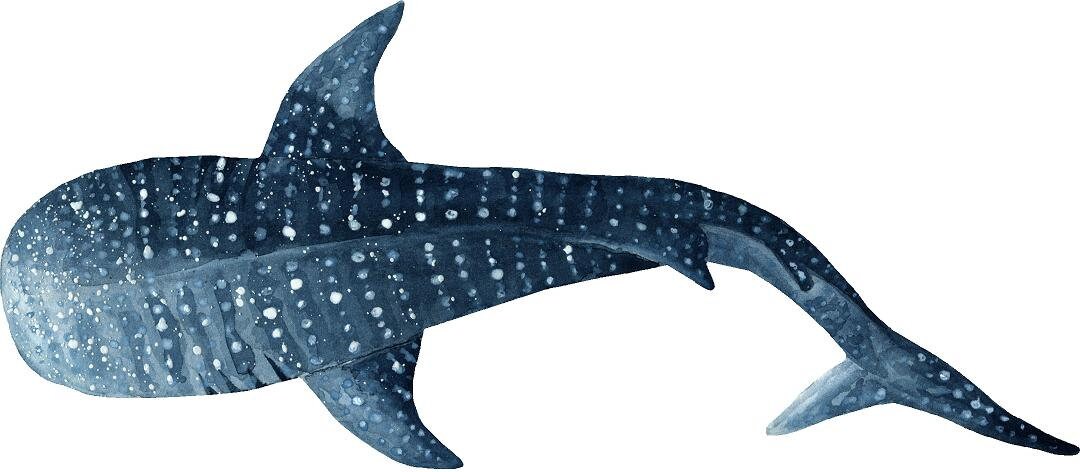 Watercolor Whale Shark #4 Wall Decal Ocean Sea Life Removable Fabric Wall Sticker