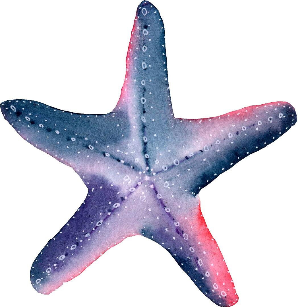 Watercolor Starfish #3 Wall Decal Ocean Sea Life Removable Fabric Wall Sticker