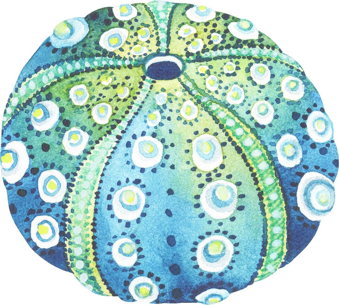 Blue Green Sea Urchin Shell Wall Decal Ocean Sea Life Removable Fabric Wall Sticker
