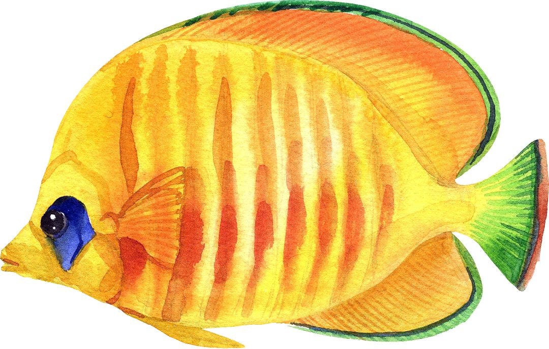 Bluecheek Butterflyfish Wall Decal Tropical Fish Ocean Sea Life Removable Fabric Wall Sticker
