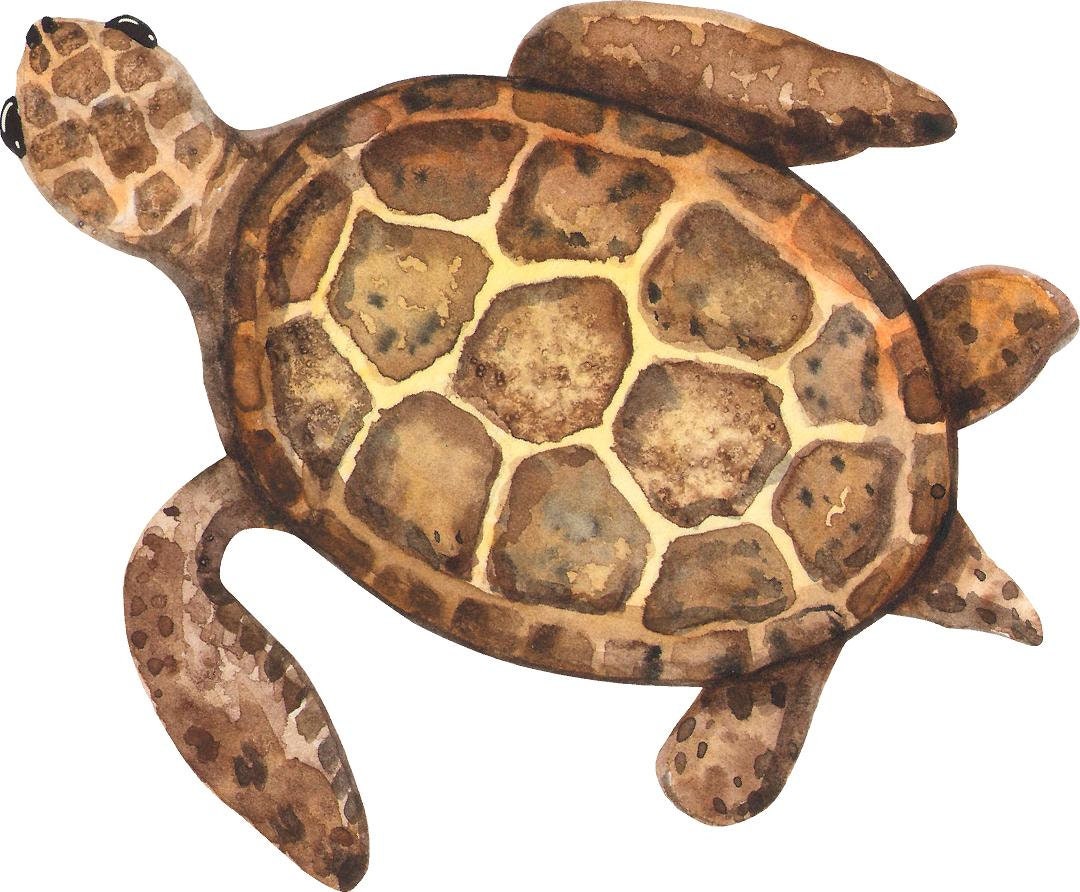 Baby Brown Sea Turtle Wall Decal Ocean Sea Life Removable Fabric Wall Sticker
