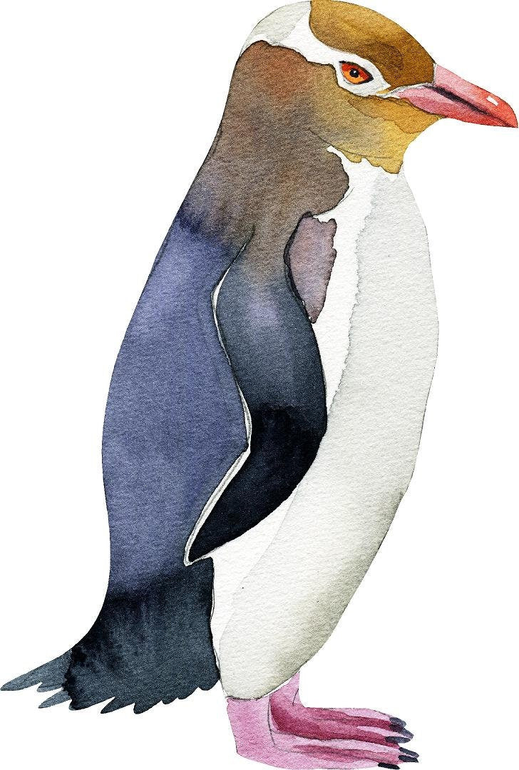 Yellow Eyed Penguin Wall Decal Arctic Bird Ocean Sea Life Removable Fabric Wall Sticker
