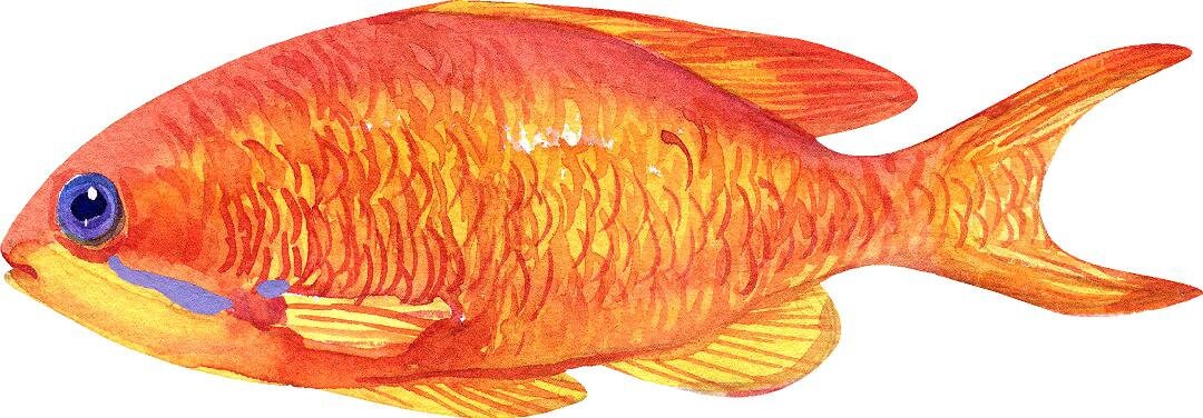 Sea Goldie Fish Wall Decal Ocean Sea Life Removable Fabric Wall Sticker