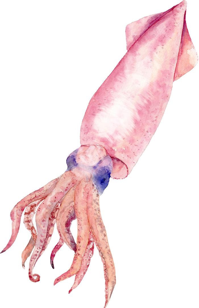 Watercolor Squid #2 Wall Decal Ocean Sea Life Removable Fabric Wall Sticker