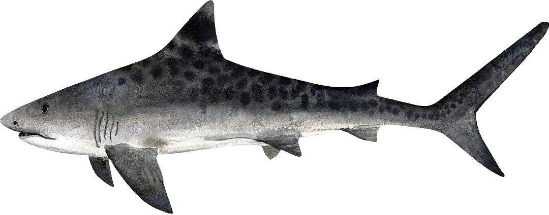Watercolor Tiger Shark #2 Wall Decal Ocean Sea Life Removable Fabric Wall Sticker