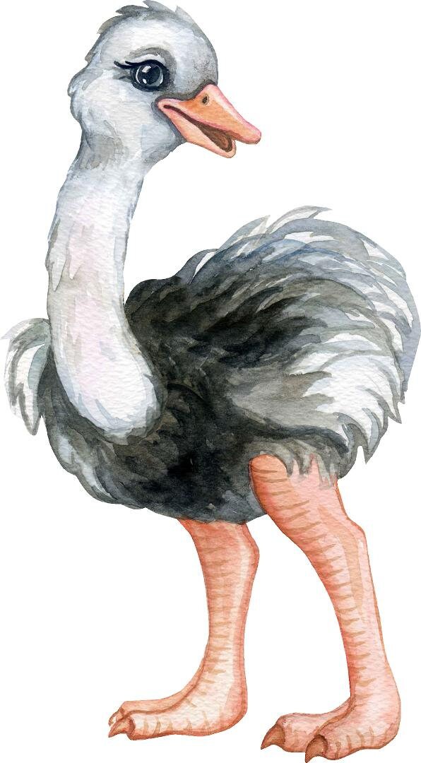 Baby Ostrich Wall Decal Safari Animal Wall Sticker Removable Fabric  for Childrens African Safari Kids Nursery Room Decor