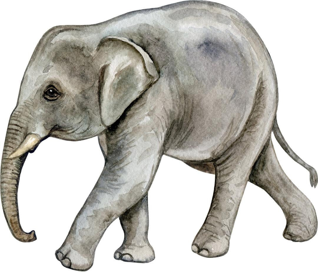 Baby Elephant #1 Wall Decal Safari Animal Wall Sticker Removable Fabric  for Childrens African Safari Kids Nursery Room Decor