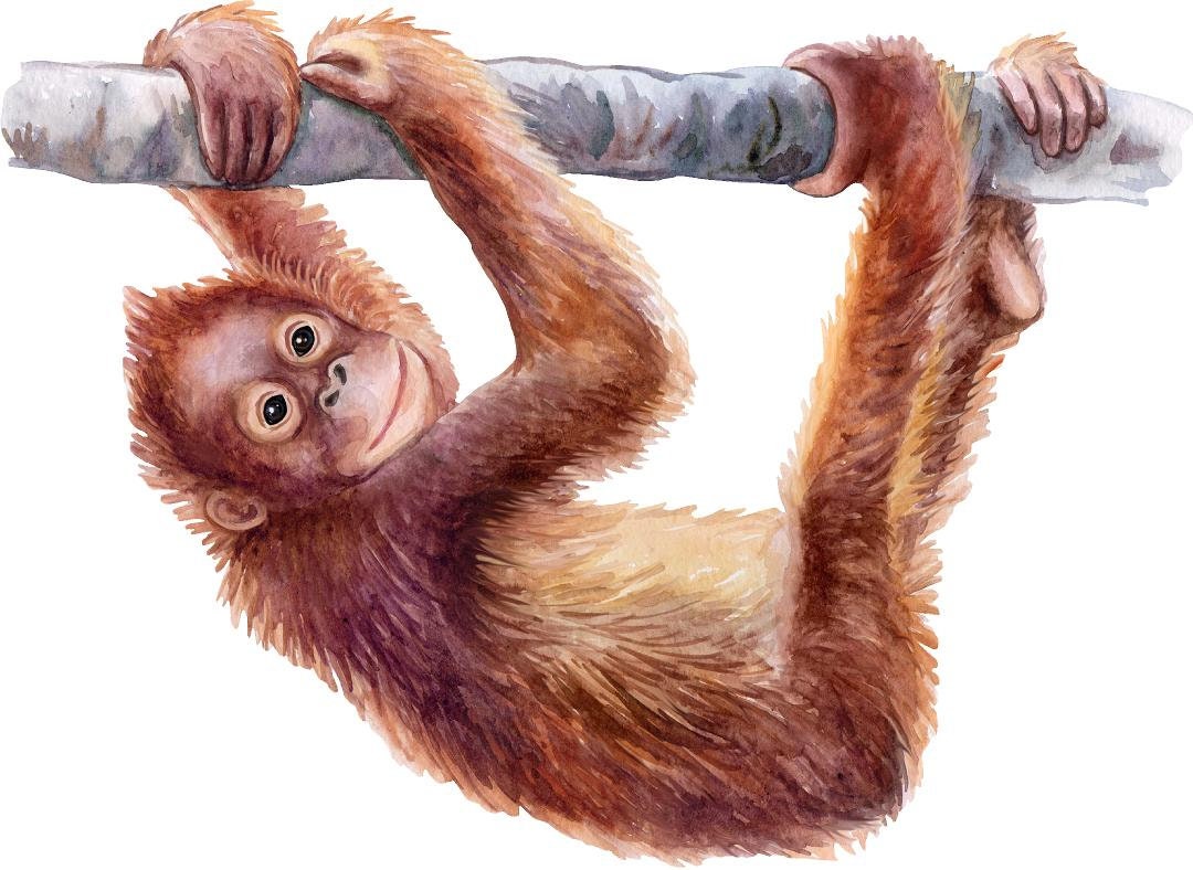 Baby Orangutan Wall Decal Safari Animal Wall Sticker Removable Fabric  for Childrens African Monkey Safari Kids Nursery Room Decor