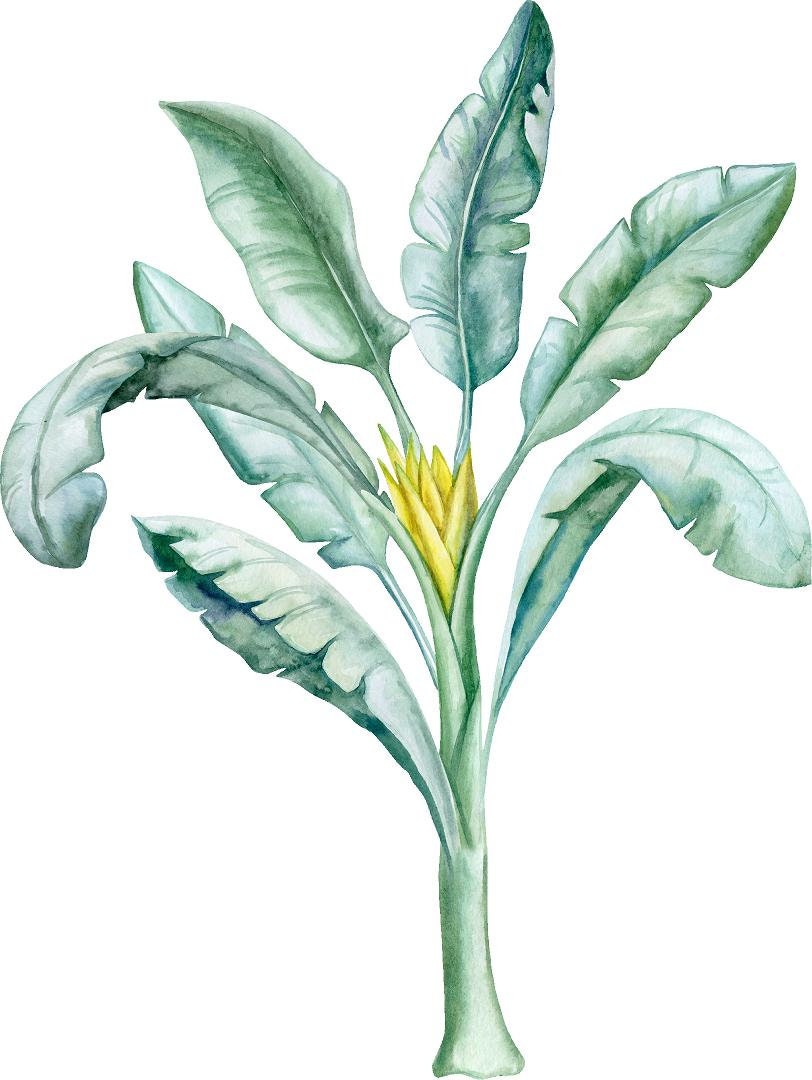 Banana Tree with Tropical Leaves Jungle Botanical Wall Sticker Removable Fabric  Childrens African Safari Nursery Decor