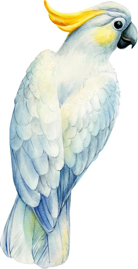 Yellow-Crested Cockatoo Parrot Wall Decal Tropical Rainforest Bird Wall Sticker Removable Fabric  Nursery Room Decor