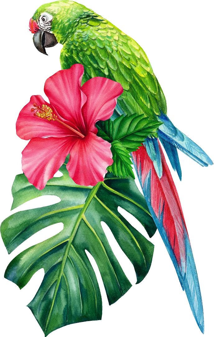 Green Macaw Parrot Hibiscus Flower & Monstera Leaf Wall Decal Mural Rainforest Safari Removable Fabric  Wall Sticker