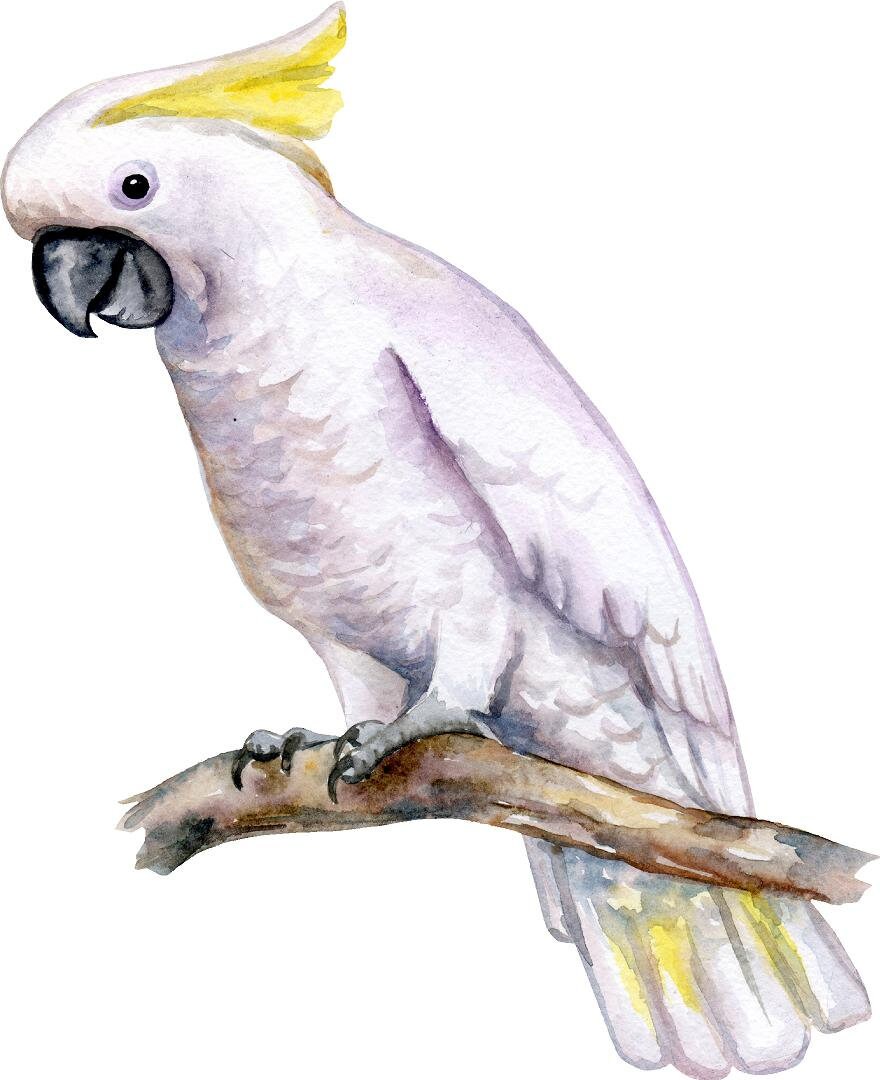 Yellow-Crested Cockatoo Parrot On Branch Wall Decal Tropical Rainforest Bird Wall Sticker Removable Fabric  Nursery Room Decor