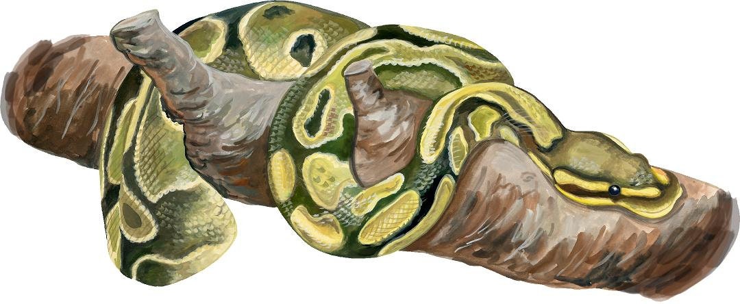 Watercolor Snake Wall Decal Boa Python Anaconda Jungle Animal Safari Removable Fabric  Wall Sticker
