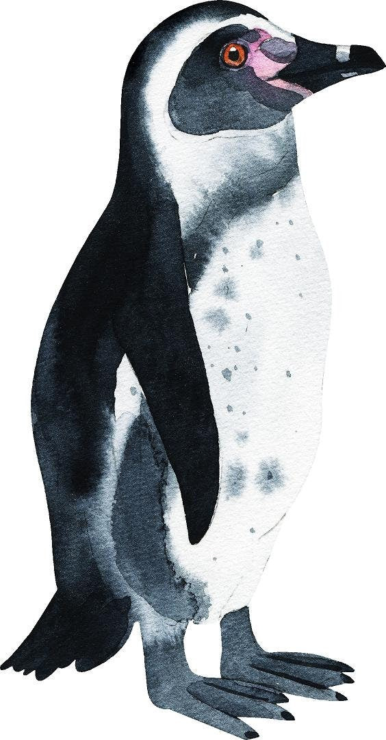 Humboldt Penguin Wall Decal Arctic Bird Ocean Sea Life Removable Fabric Wall Sticker