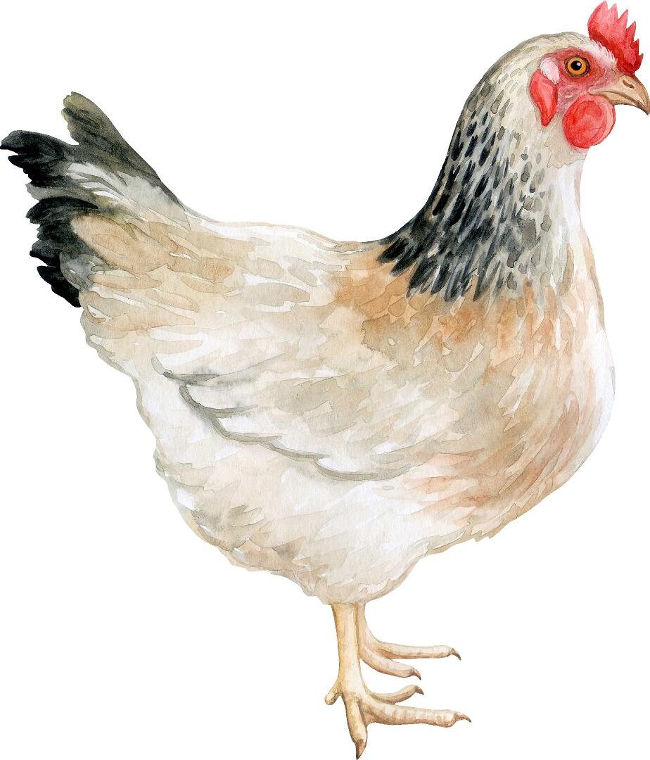 White Hen Wall Decal Watercolor Farm Animal Removable Fabric Wall Sticker