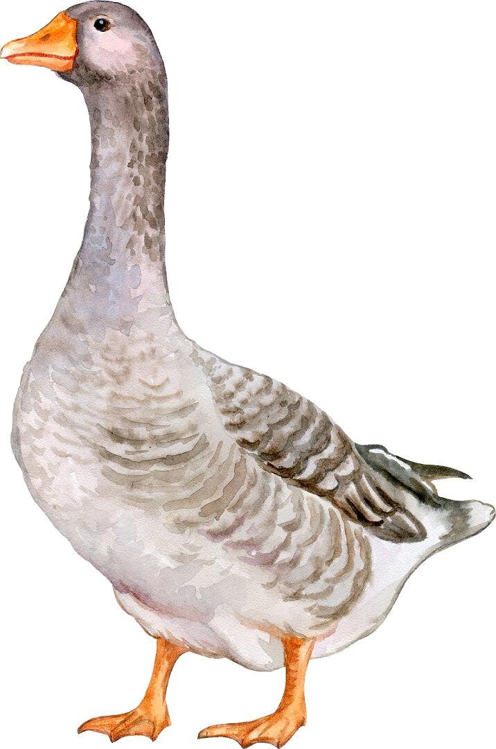 Goose Farm Animal Wall Decal Watercolor Removable Fabric Wall Sticker