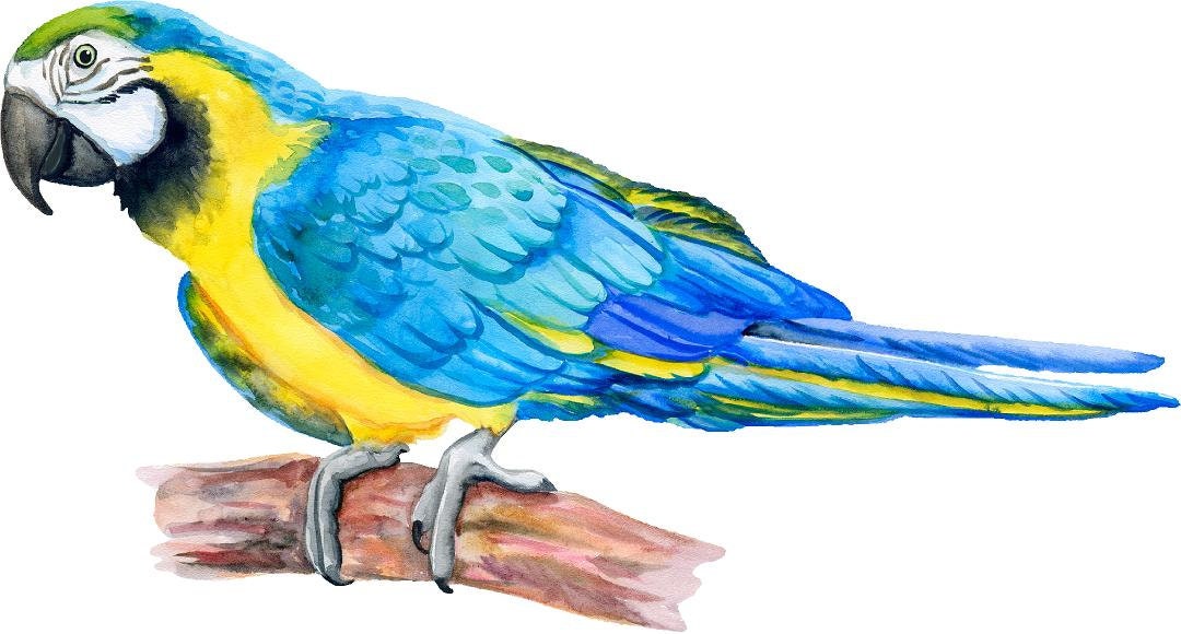 Blue Gold Macaw Parrot Wall Decal Removable Fabric Wall Sticker