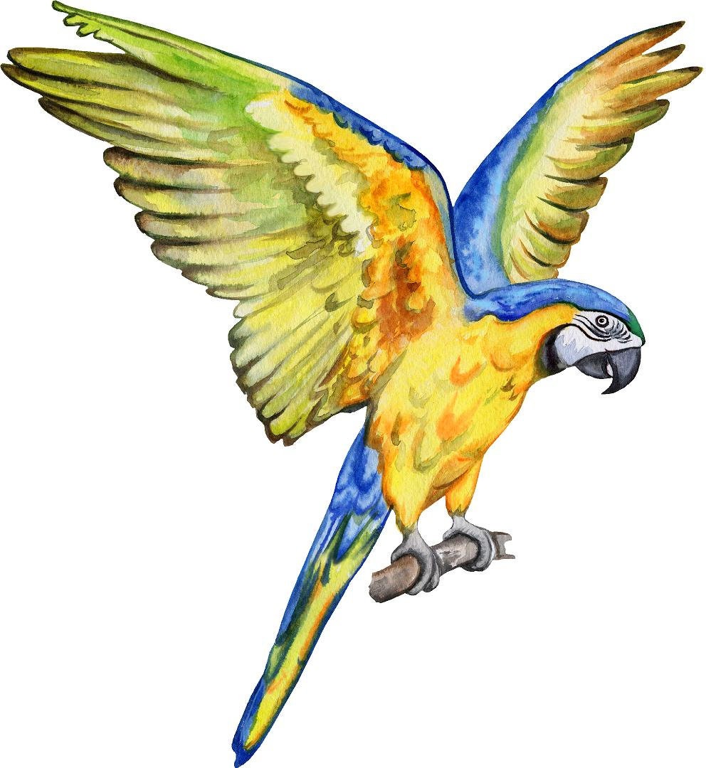 Blue Gold Macaw Parrot #2 Wall Decal Removable Fabric Wall Sticker