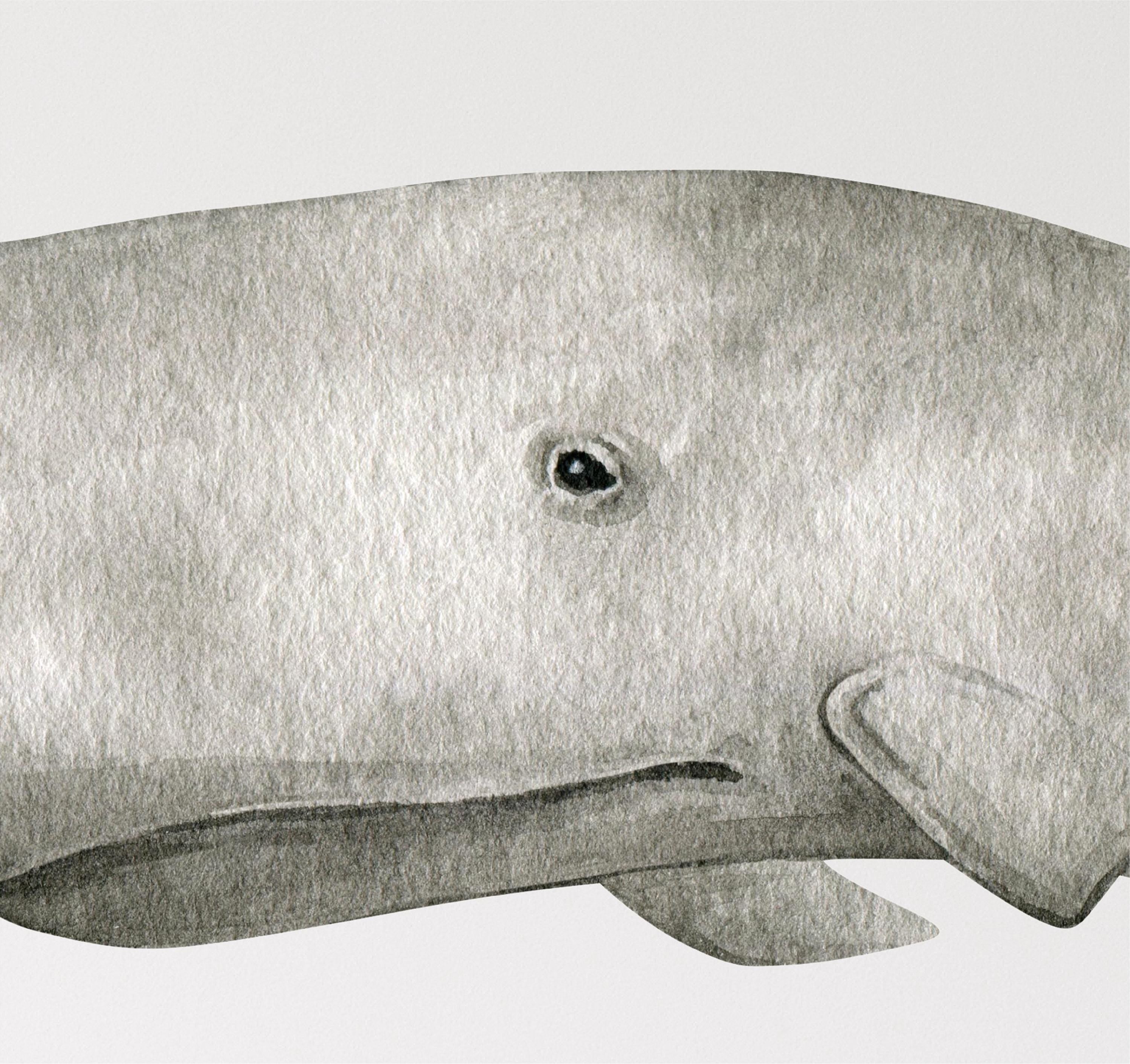 Whimsical Sperm Whale Wall Decal - Ocean Sea Fabric Wall Decals - Removable Nursery Sticker for Baby Room Decor
