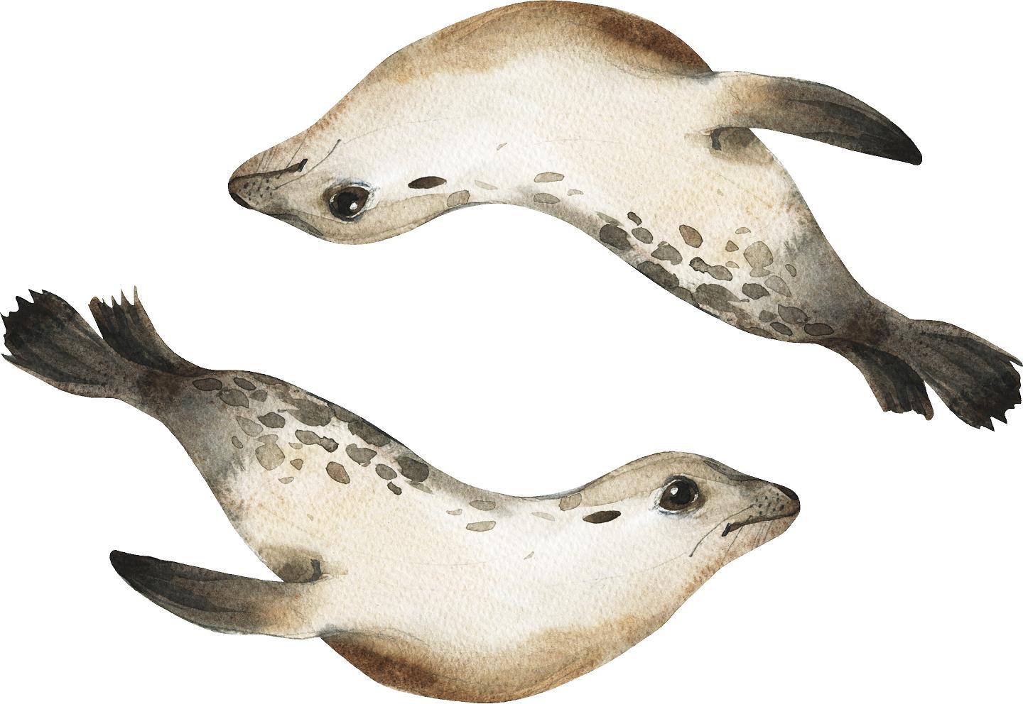 Watercolor Brown Seals Wall Decal Set of 2, Sea Ocean Cute Seals Wall Sticker | DecalBaby