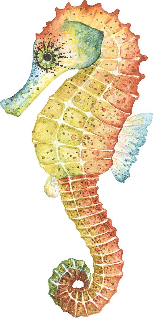 Colorful Seahorse Wall Decal Removable Fabric Vinyl Watercolor Sea Animal Marine Fish Wall Sticker | DecalBaby