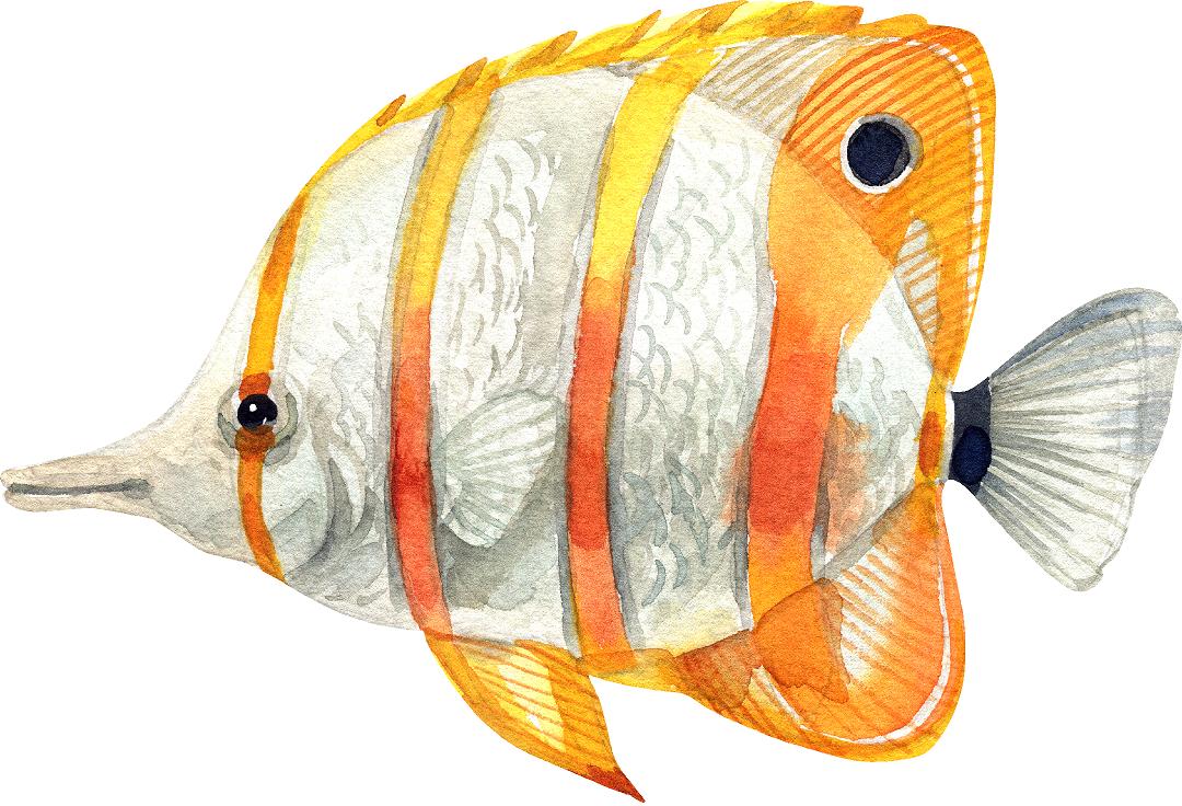 Copperband Butterflyfish Fish Wall Decal Watercolor Tropical Exotic Marine Fish Wall Sticker | DecalBaby