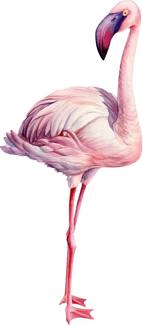 Watercolor Pink Flamingo #4 Wall Decal Tropical Bird Safari Animal Wall Sticker | DecalBaby