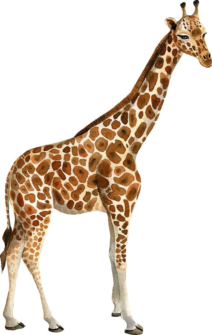 Giraffe #2 Wall Decal African Safari Animal Removable Fabric Wall Sticker | DecalBaby