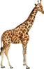 Giraffe #2 Wall Decal African Safari Animal Removable Fabric Wall Sticker | DecalBaby