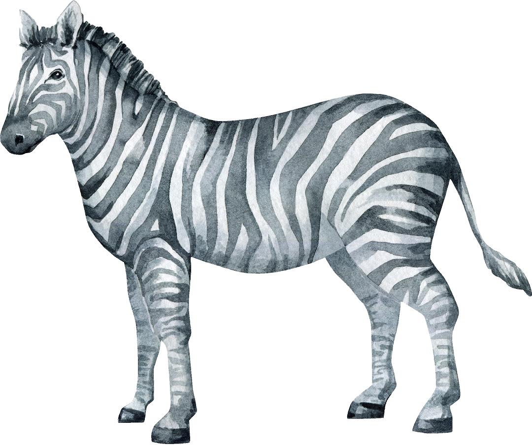 Gray Zebra Wall Decal African Safari Animal Removable Fabric Wall Sticker | DecalBaby