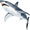 Watercolor Great White Shark #2 Wall Decal Shark Attack Ocean Sea Wall Sticker | DecalBaby