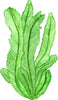 Green Seaweed #1 Wall Decal Watercolor Seaweed Sea Life Marine Algae Deep Sea Ocean Wall Sticker | DecalBaby