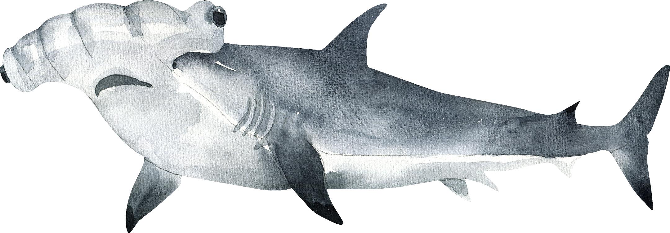 Watercolor Hammerhead Shark #2 Wall Decal Scalloped Shark Sea Animal Removable Fabric Vinyl Wall Sticker