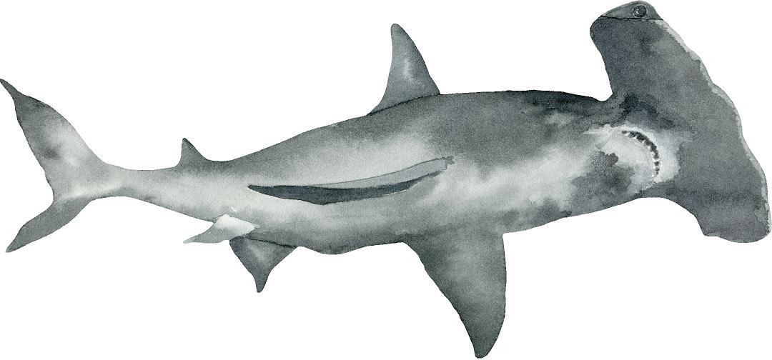 Hammerhead Shark #3 Wall Decal Ocean Sea Life Removable Fabric Wall Sticker | DecalBaby