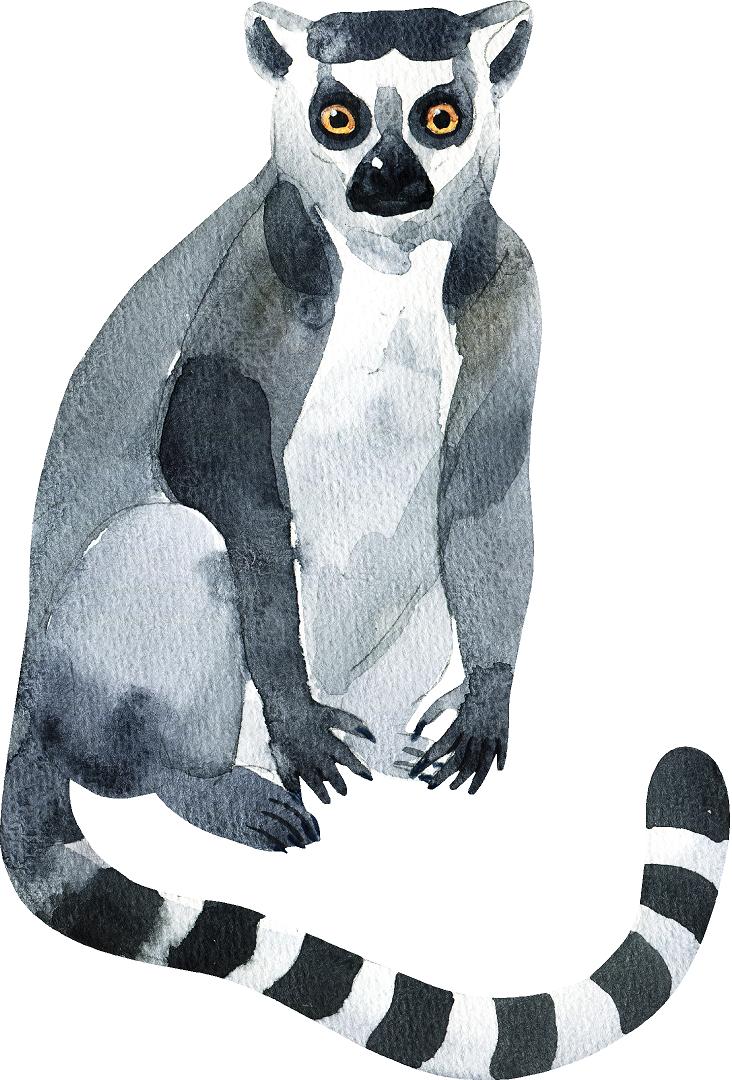 Ring-Tailed Lemur Wall Decal Safari Animal Wall Sticker Removable Fabric Vinyl | DecalBaby