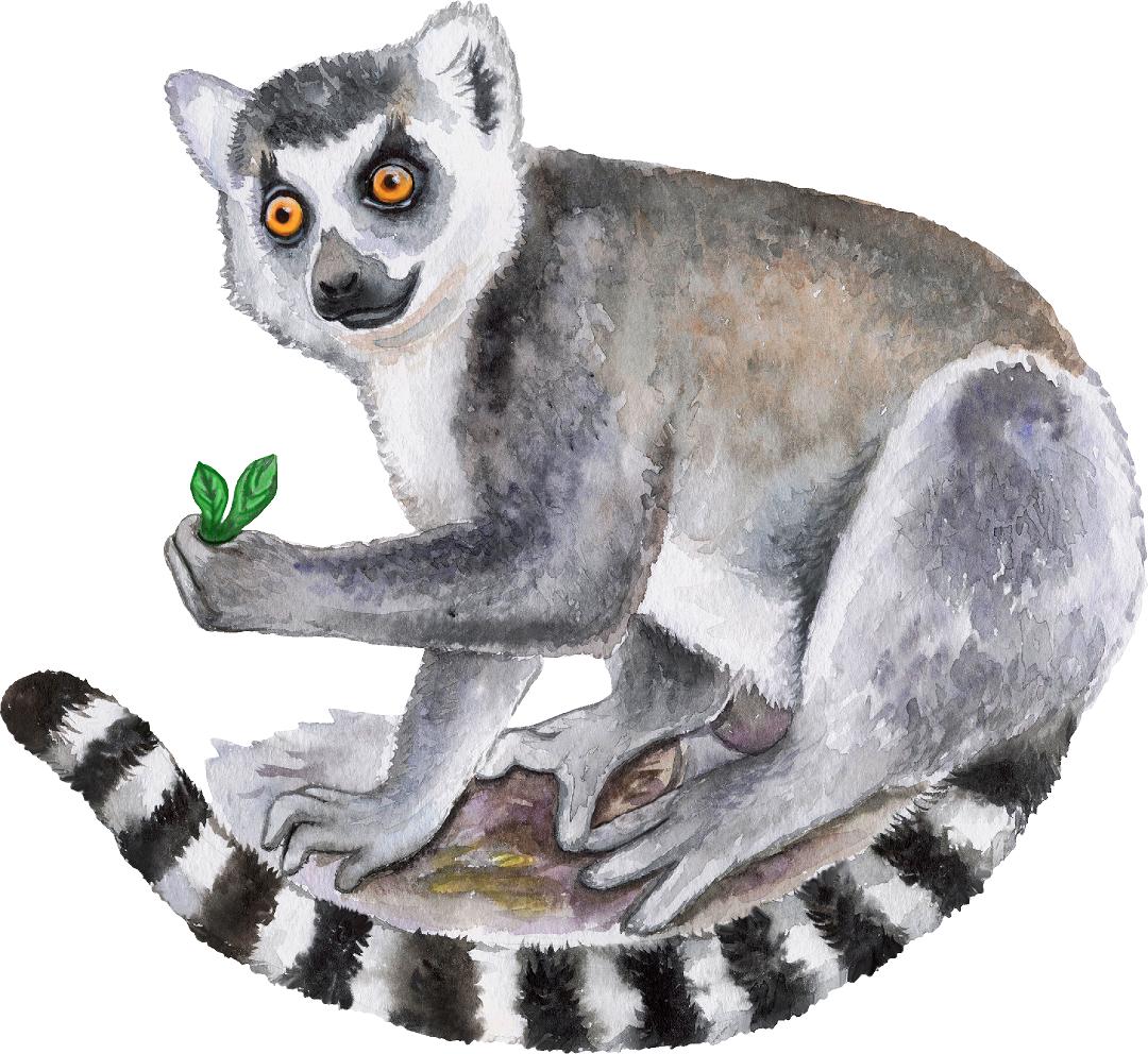 Ring-Tailed Lemur #2 Wall Decal Safari Animal Wall Sticker Removable Fabric Vinyl | DecalBaby