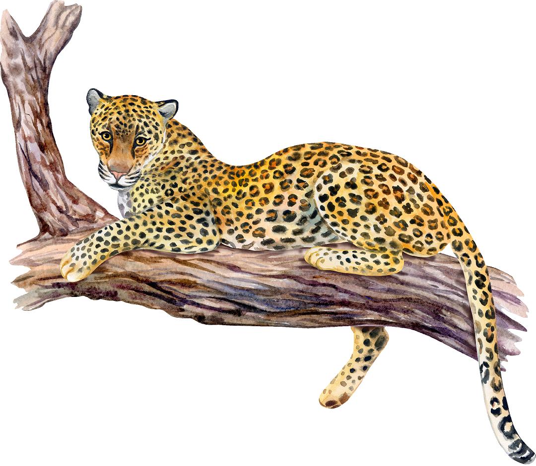 Leopard In Tree Wall Decal Safari Animal Removable Fabric Wall Sticker | DecalBaby
