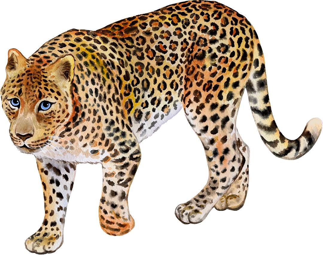 Leopard #2 Wall Decal Safari Animal Removable Fabric Wall Sticker | DecalBaby