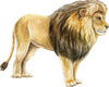 Lion #3 Wall Decal Africa Safari Animal Removable Fabric Wall Sticker | DecalBaby