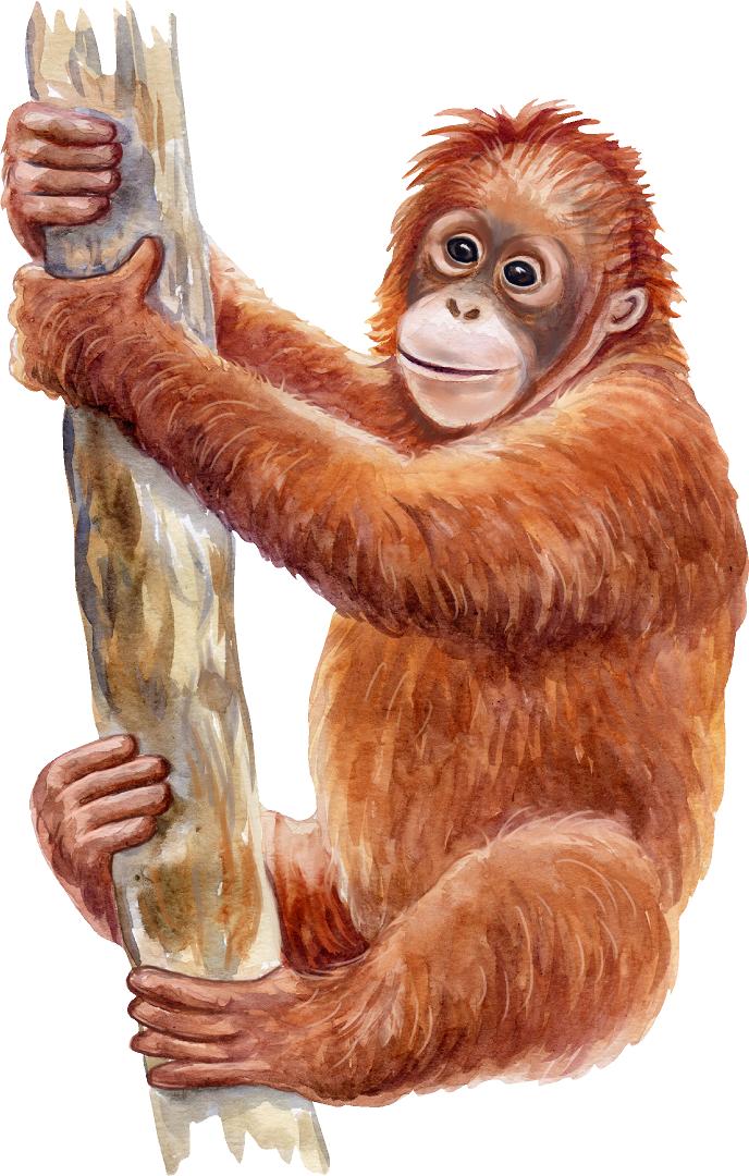 Orangutan Wall Decal Safari Animal Removable Fabric Wall Sticker | DecalBaby