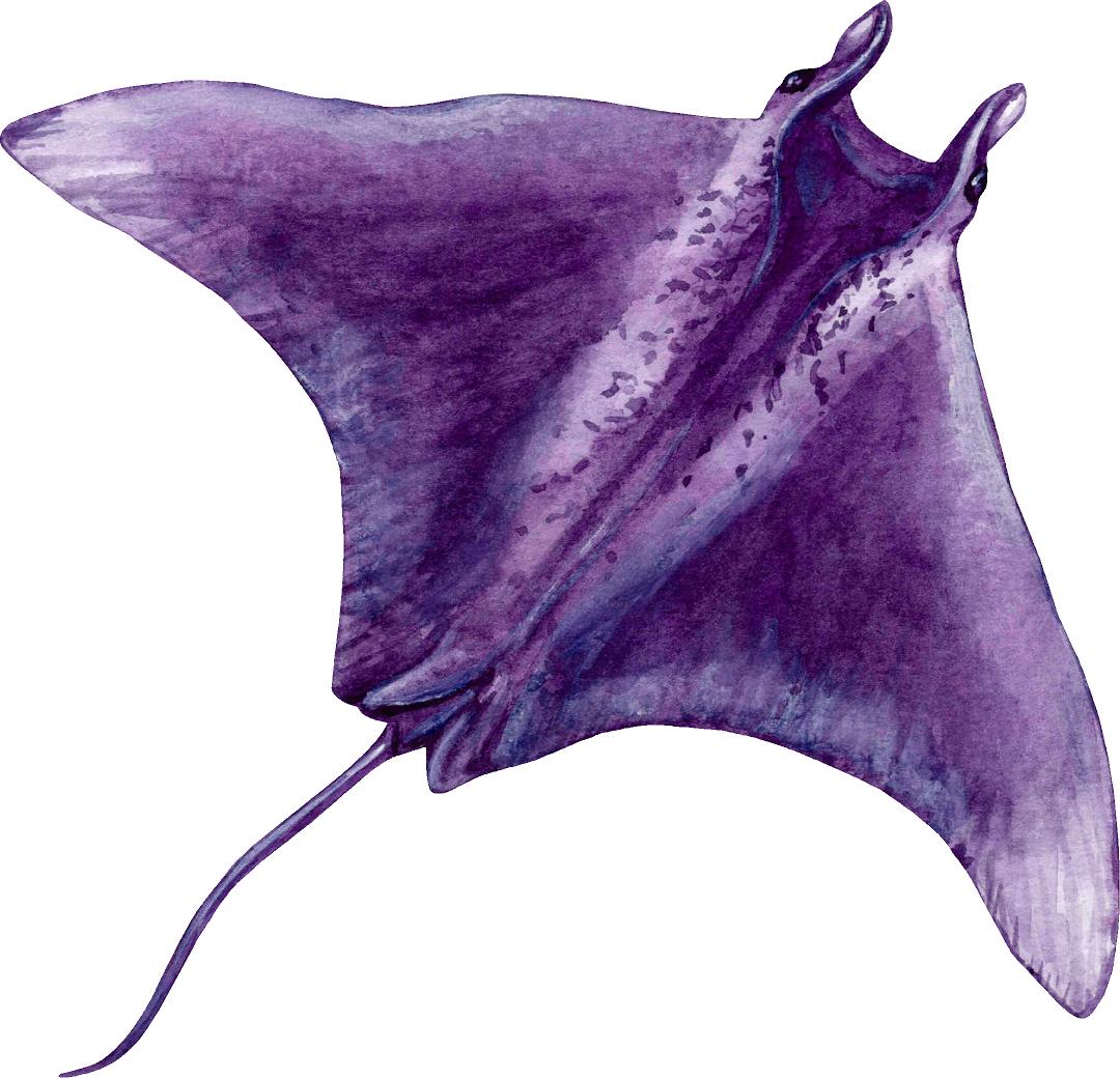 Purple Manta Ray Wall Decal Ocean Removable Fabric Wall Sticker | DecalBaby